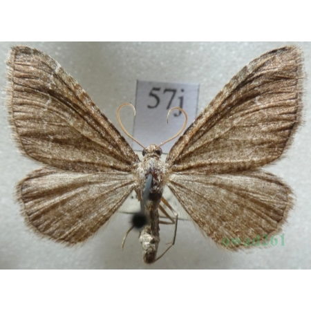 Cataclysme riguata (Hübner, 1813) Obmytek falisty Czech57j
